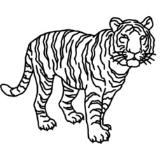 tiger.jpg